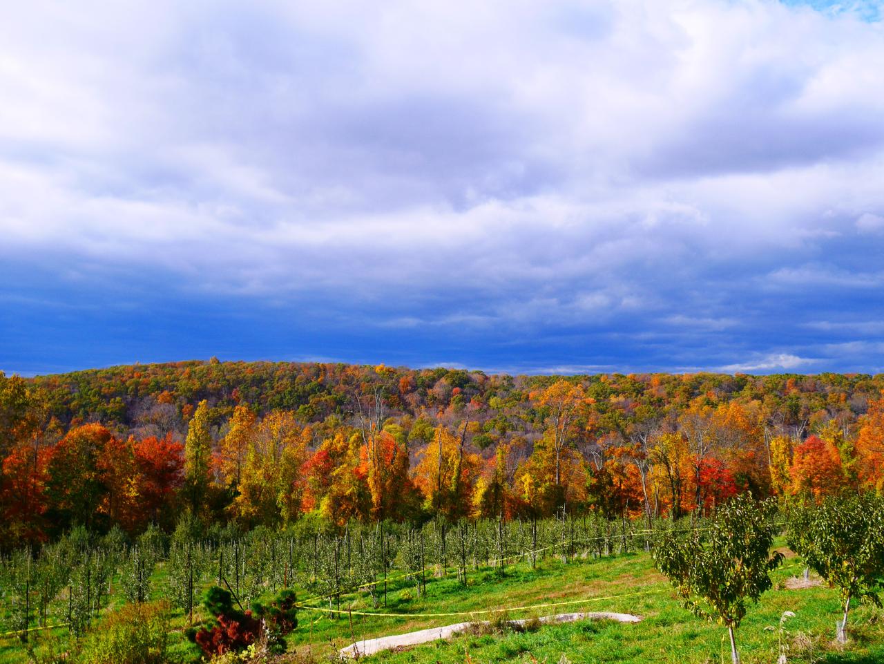 Harvest Moon Orchard: Your Guide to Autumns Best Activities