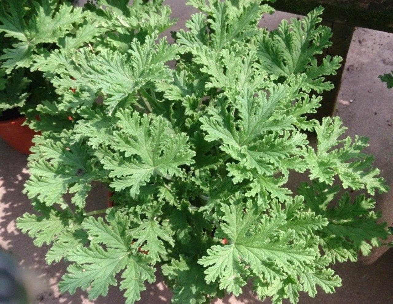 Grow Lush, Fragrant Citronella for Natural Insect Repellent