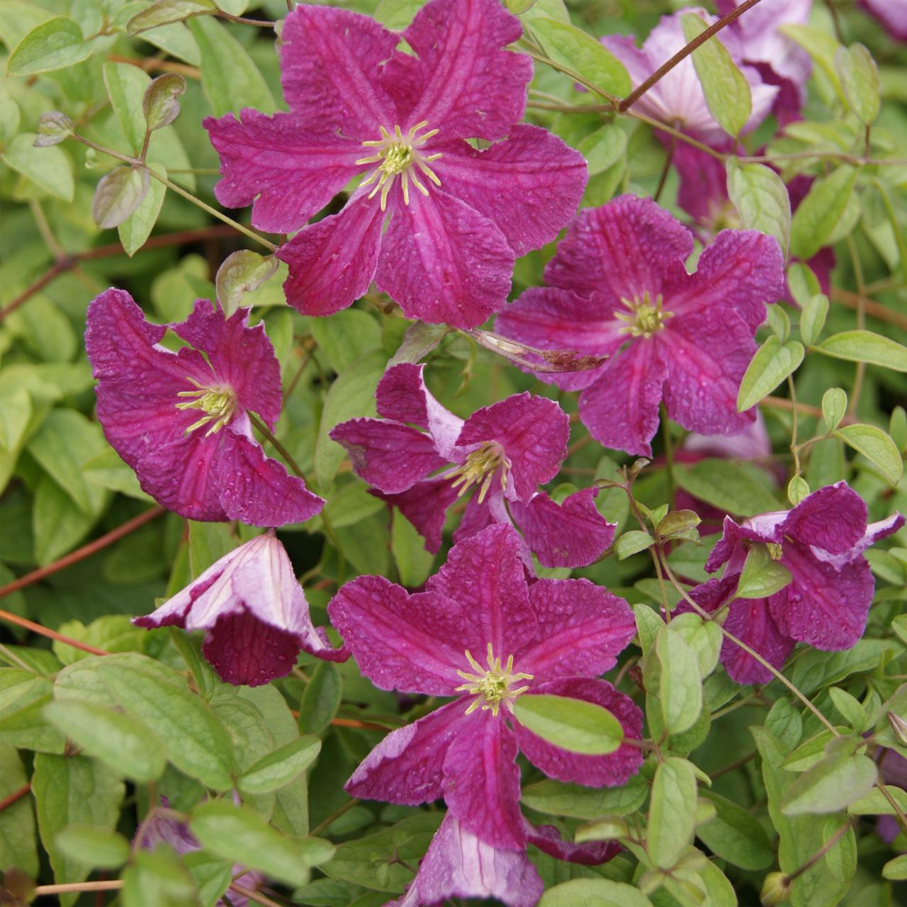 Expand Your Clematis Collection Successfully: Discover the Secrets