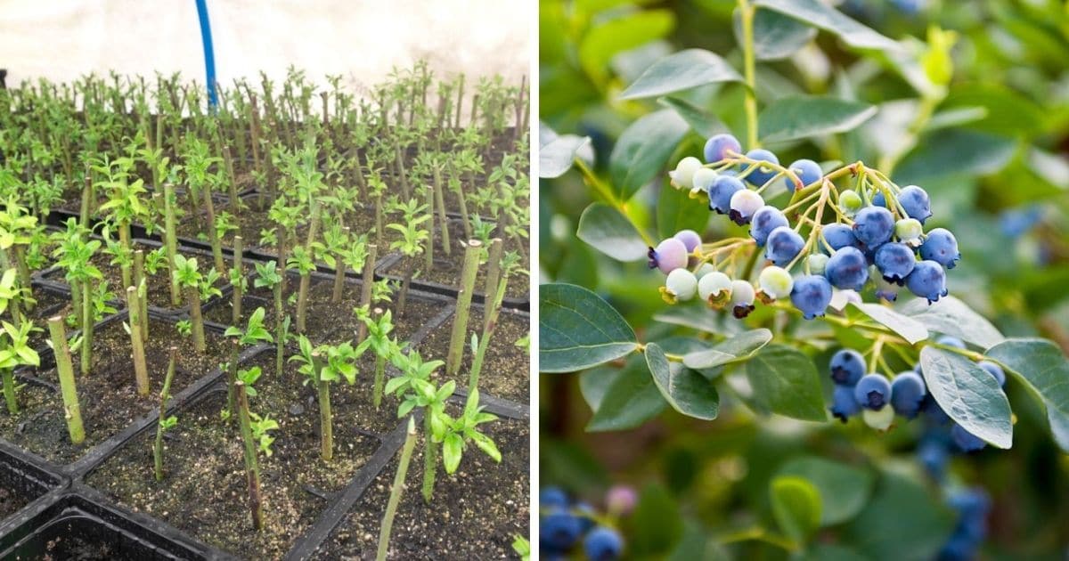 Thriving Blueberry Bush Garden: Propagation Guide