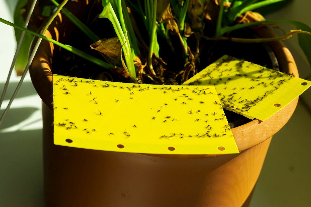 How to Use Fungicides to Control Gnats in Plants