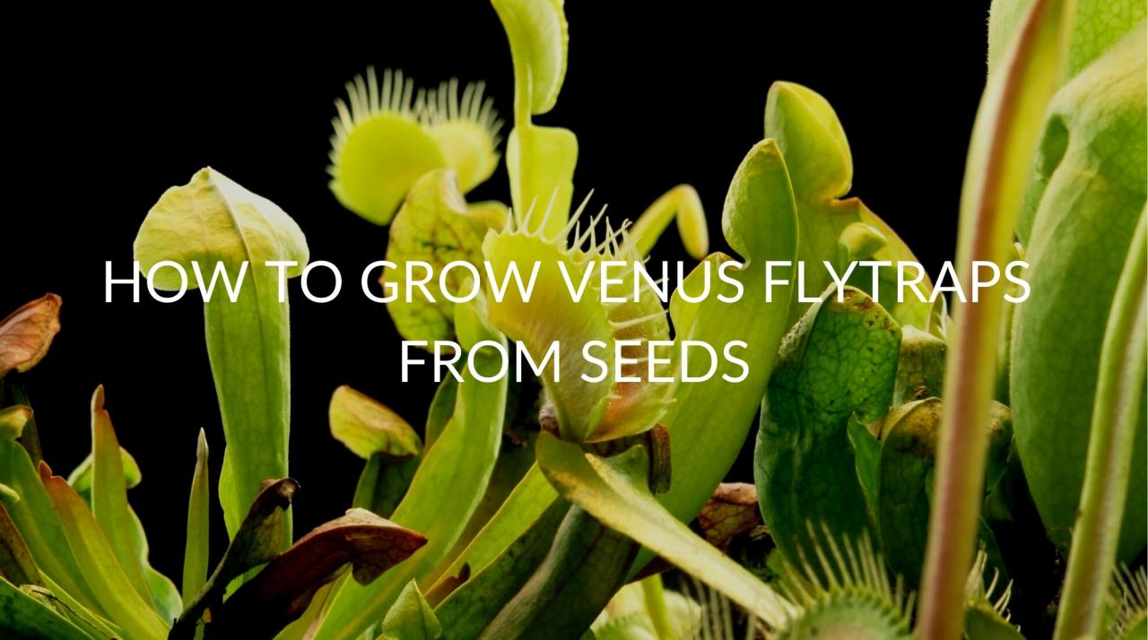 Your Complete Venus Fly Trap Propagation Guide for Beginners