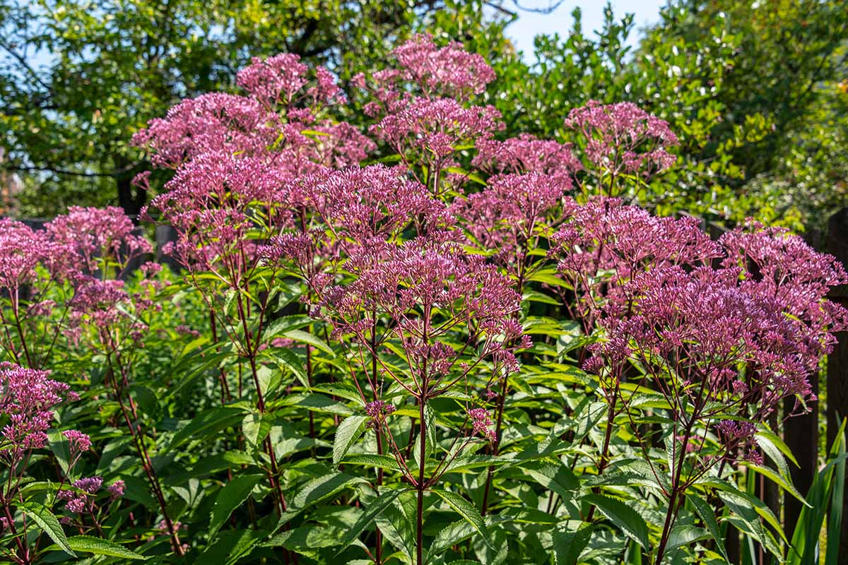 Grow a Floral Paradise: Joe Pye Weed for Stunning Results