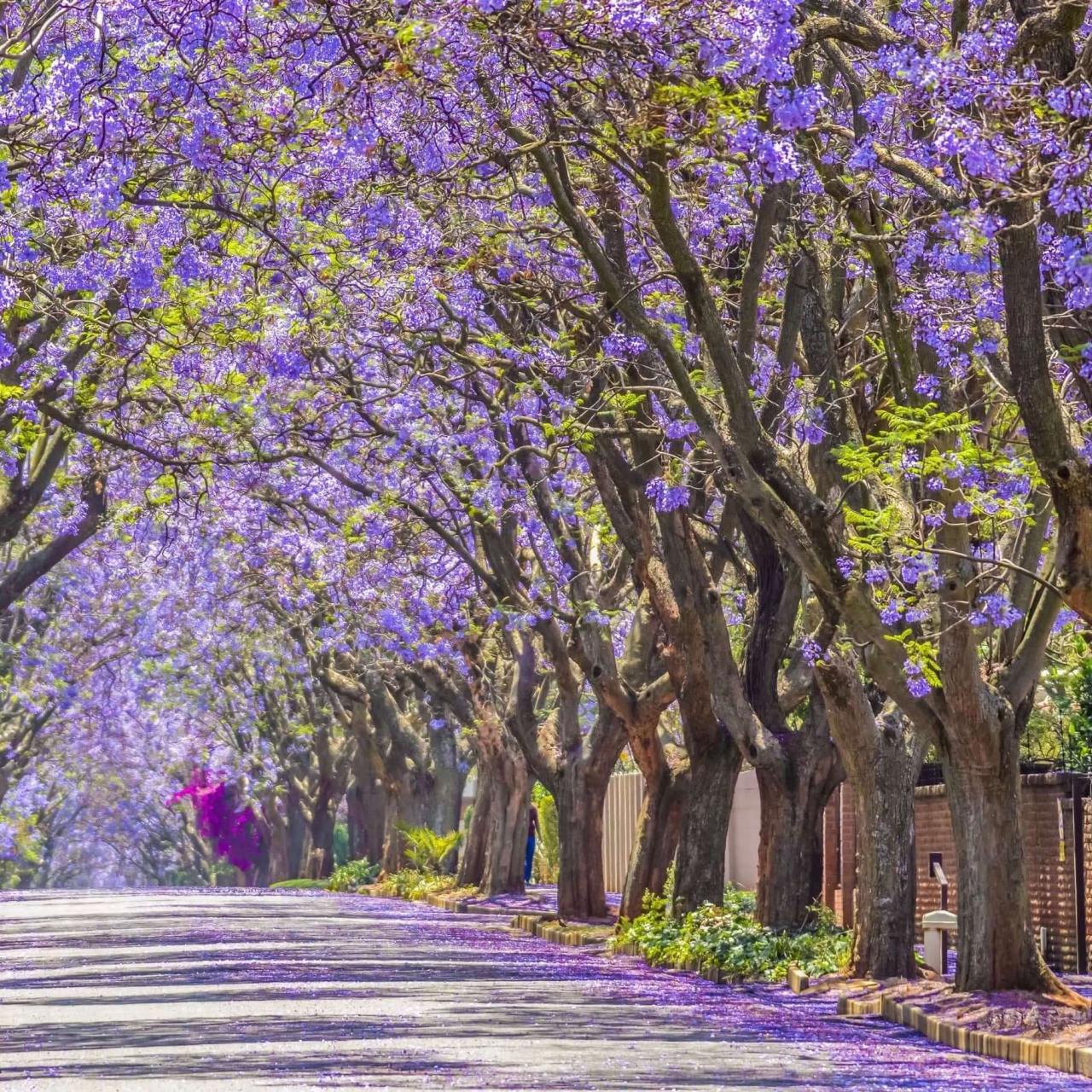 Jacaranda Trees:  Creating a Beautiful Outdoor Space