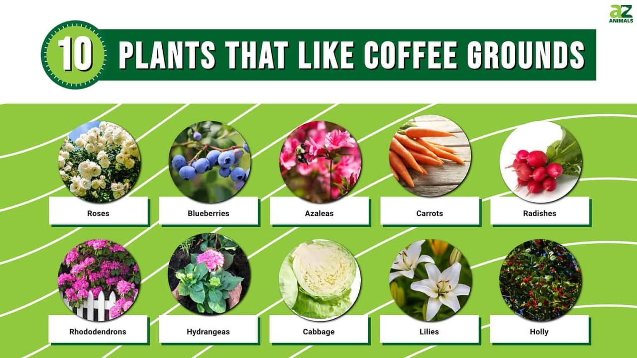 What Herbs Benefit the Most from Coffee Grounds?