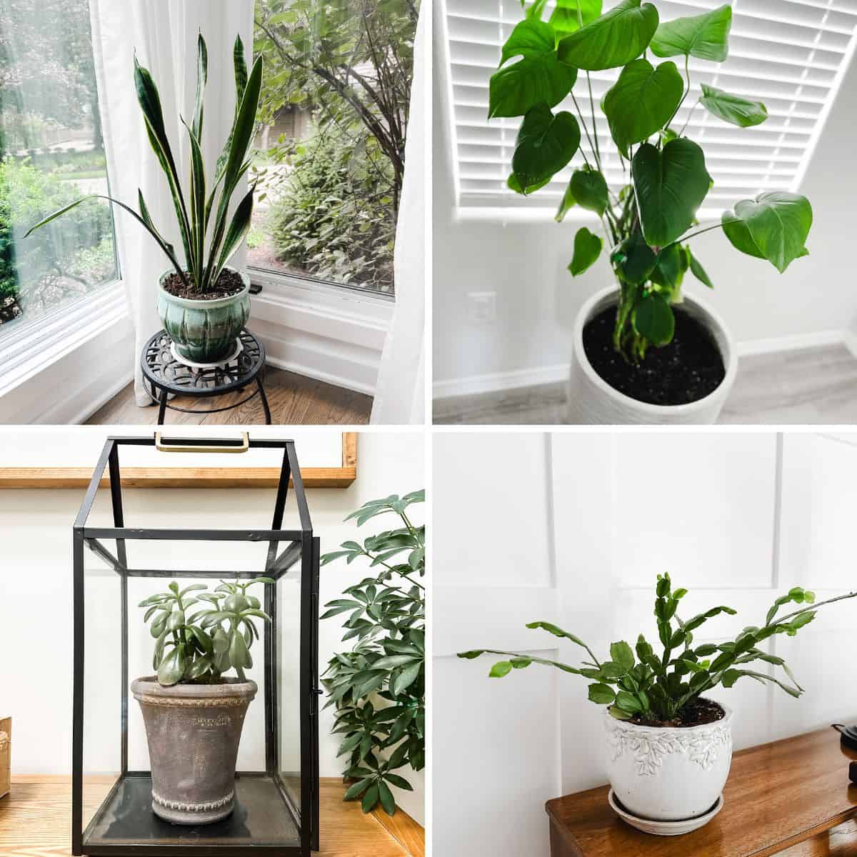 Best Houseplants for First-Time Plant Owners: A Beginners Guide