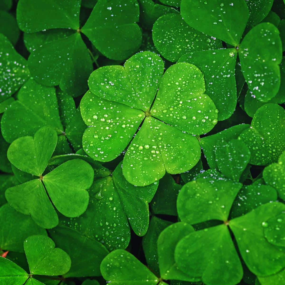 Find Your Lucky Charm: Discover the Magic of the Four Leaf Clover