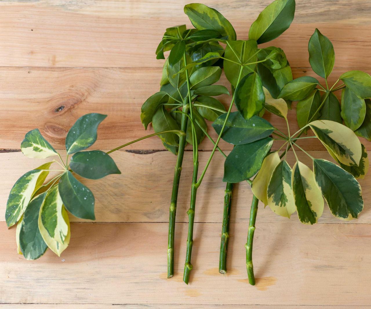 How to Create a Bountiful Schefflera Garden Using Proven Propagation Methods