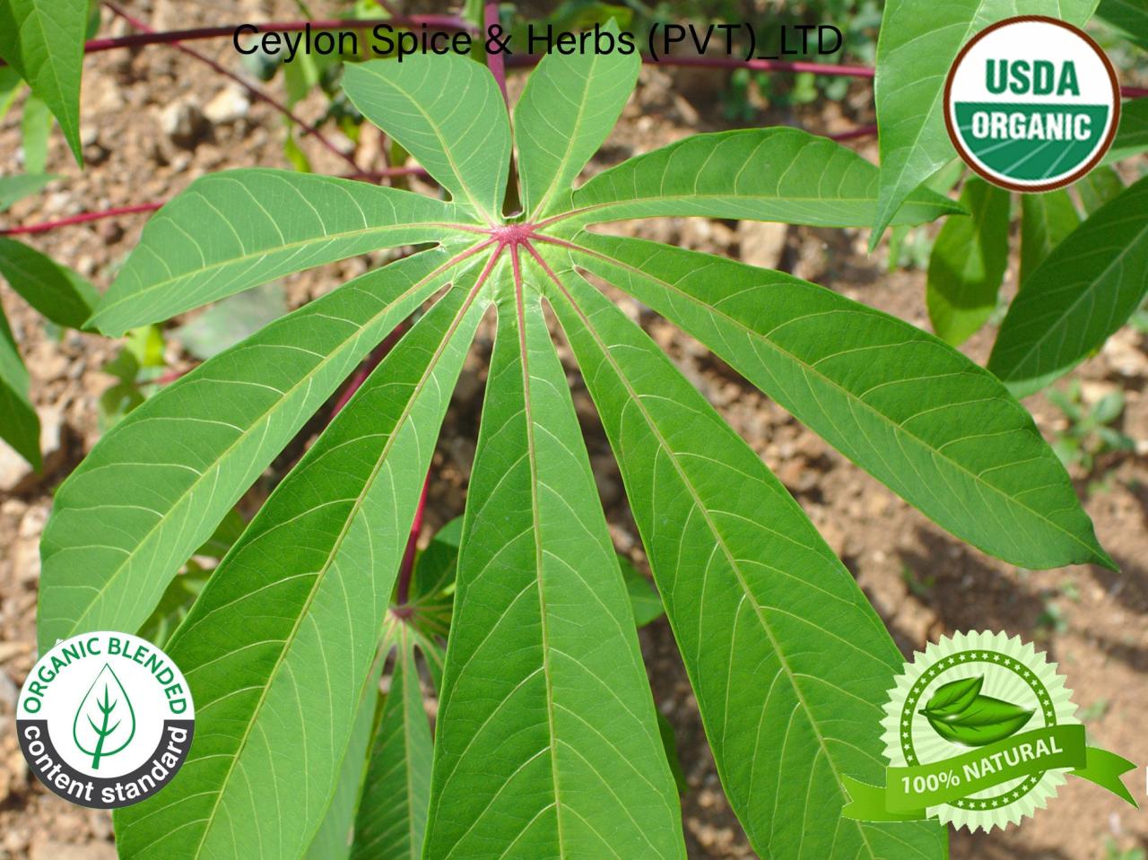 Cassava Leaf Magic: Growing a Healthy and Delicious Garden