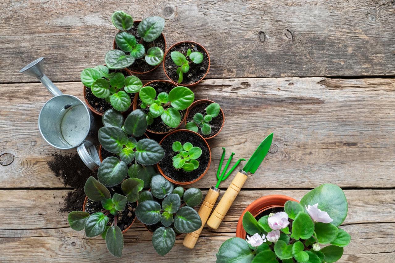 The Best African Violet Propagation Tips You Need to Know