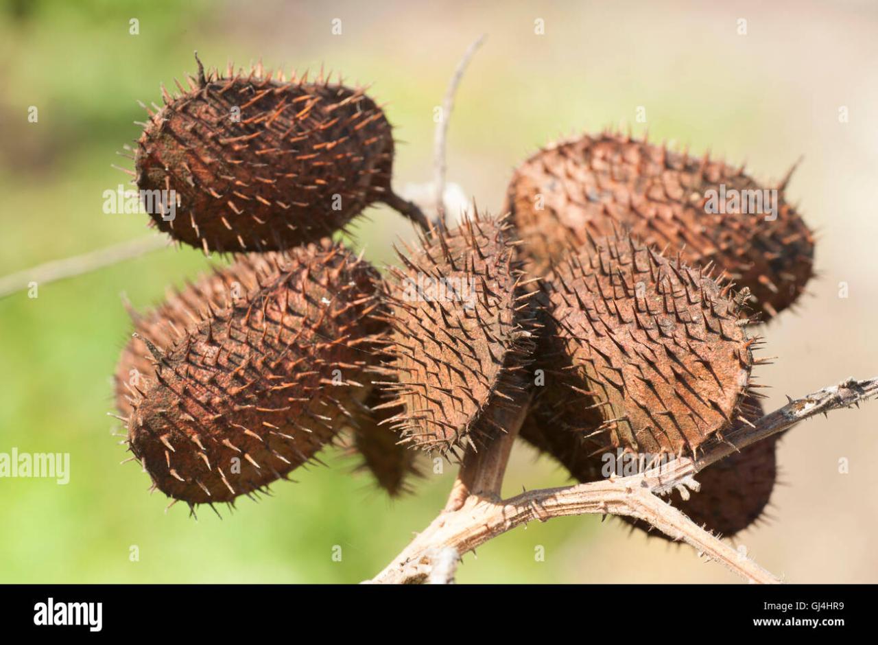 What Makes Spiky Seeds So Unique in the Plant World?