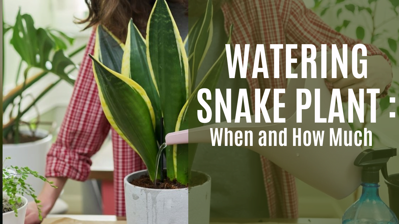 Top Tips for Watering Snake Plants in Dry Conditions